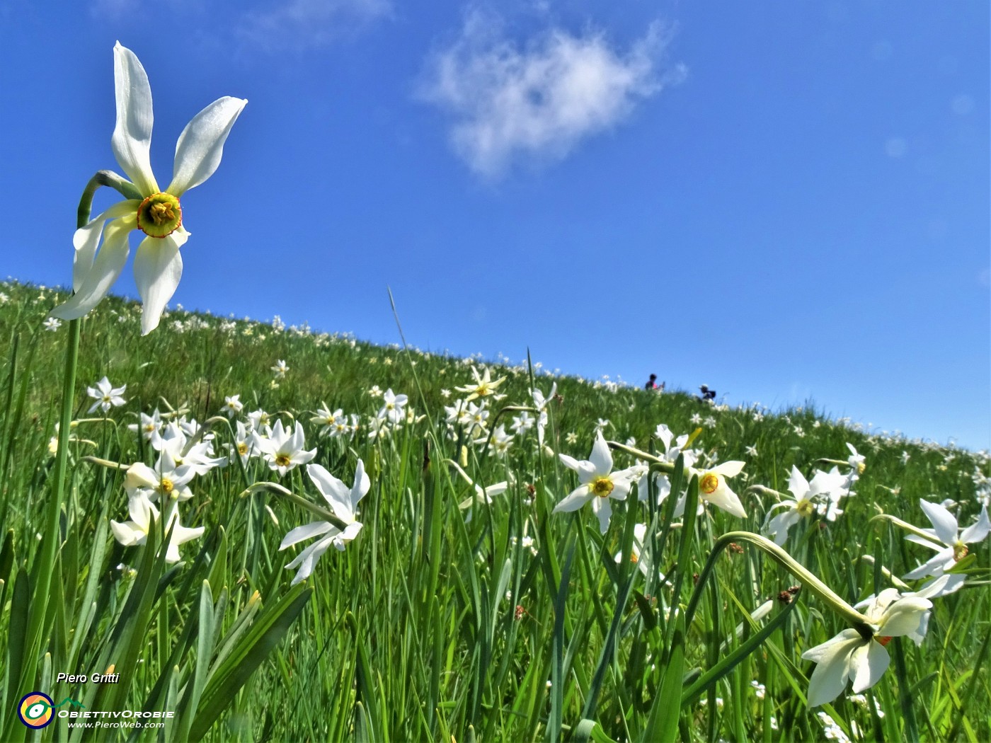 47 Distese di narcisi sul versante sud in vetta al Linzone.JPG